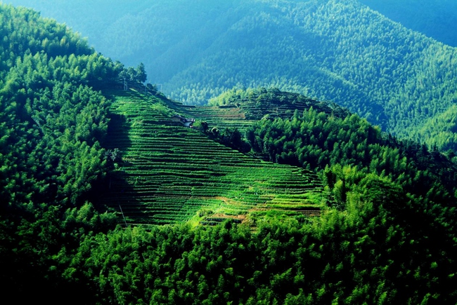 践行法治理念 守护绿水青山(图1)