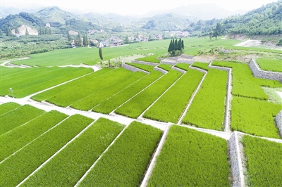 加大耕地保护监测力度（新春走基层）(图1)