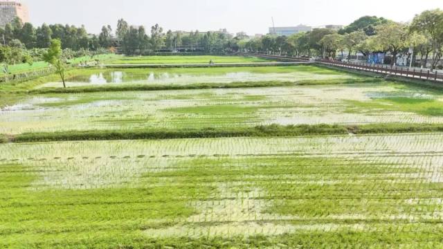 天博官网乡城县多管齐下 严守耕地保护红线(图1)